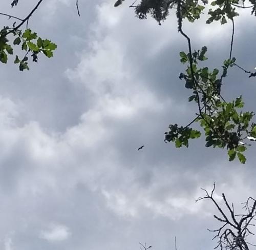 IMG_20190523_132548253_HDR